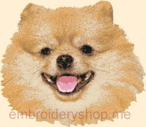 Spitz_dog0003