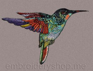Hummingbird_brd0012