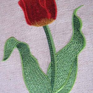 Tulip_flw0026