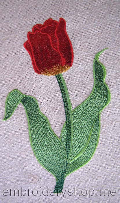Tulip_flw0026