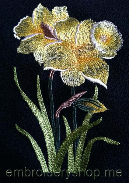 Narcissus_flw0053