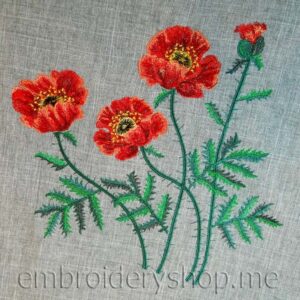 Poppies flw0059
