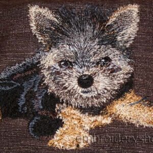 Yorkshire Terrier dog0017