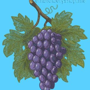 Bunch of grapes frt0004