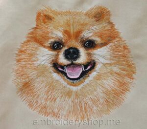 Pomeranian dog0018