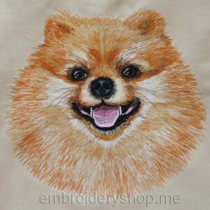 Pomeranian dog0018