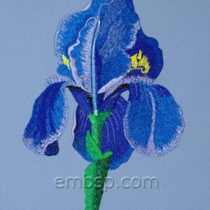 Iris flw0063