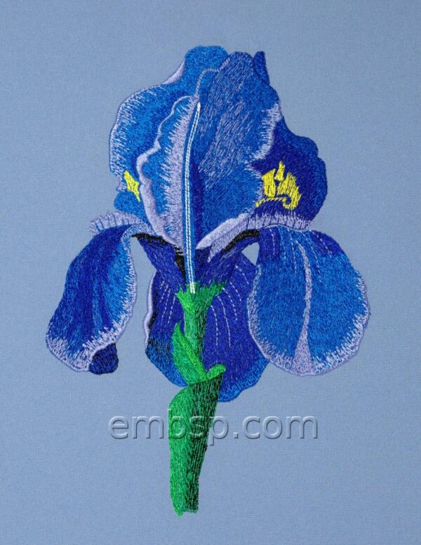 Iris flw0063