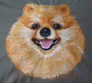 Pomeranian dog0020