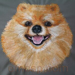 Pomeranian dog0020