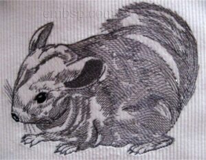 Chinchilla anm0022