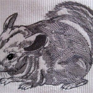 Chinchilla anm0022