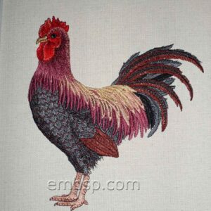 Hen brd0027