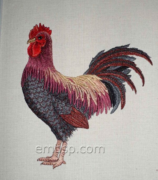 Hen brd0027