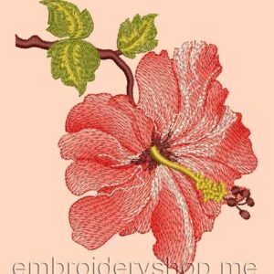 Hibiscus flw0023