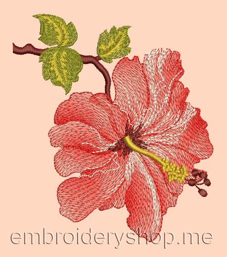 Hibiscus flw0023