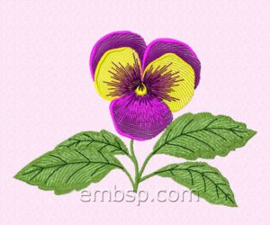 Pansy flw0089