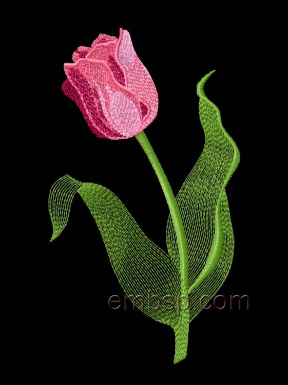 Tulip flw0103