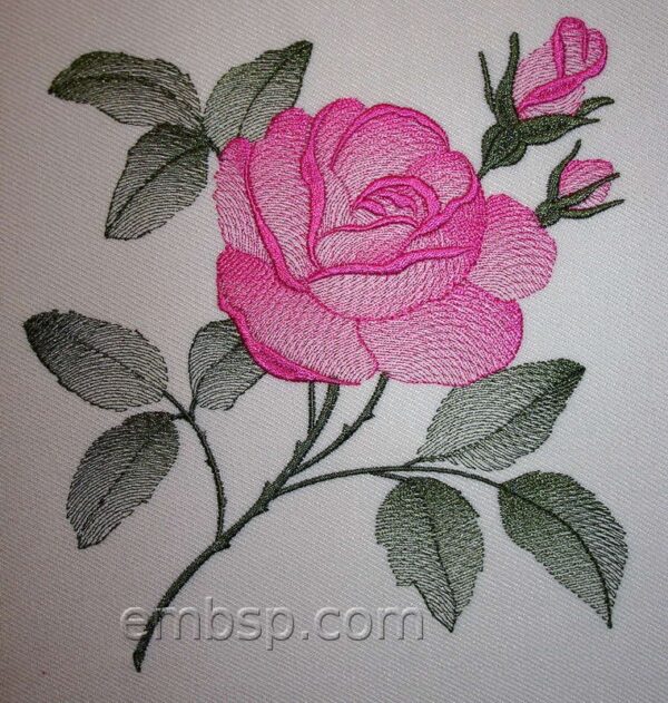 Rose flw0118