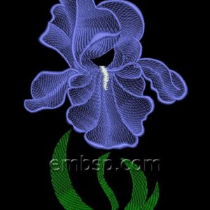 Iris flw0122