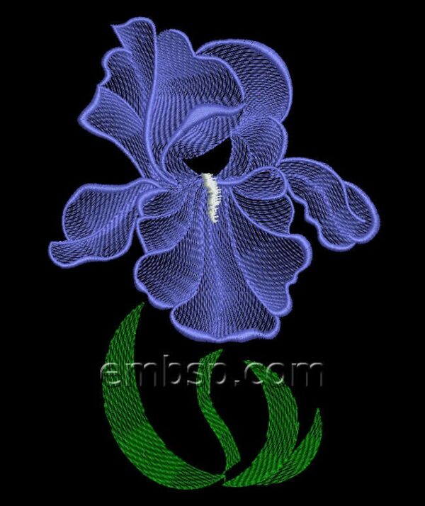 Iris flw0122