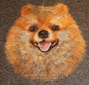 Spitz dog0021